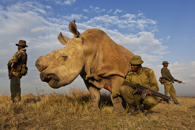 Guarding white rhino